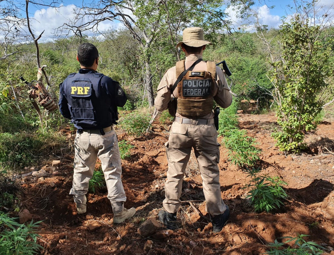 Erradicação de pés de cannabis sativa no Interior de Pernambuco