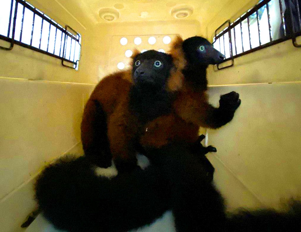 Ultimo nascimento de um lêmure dessa espécie ocorreu há mais de uma década