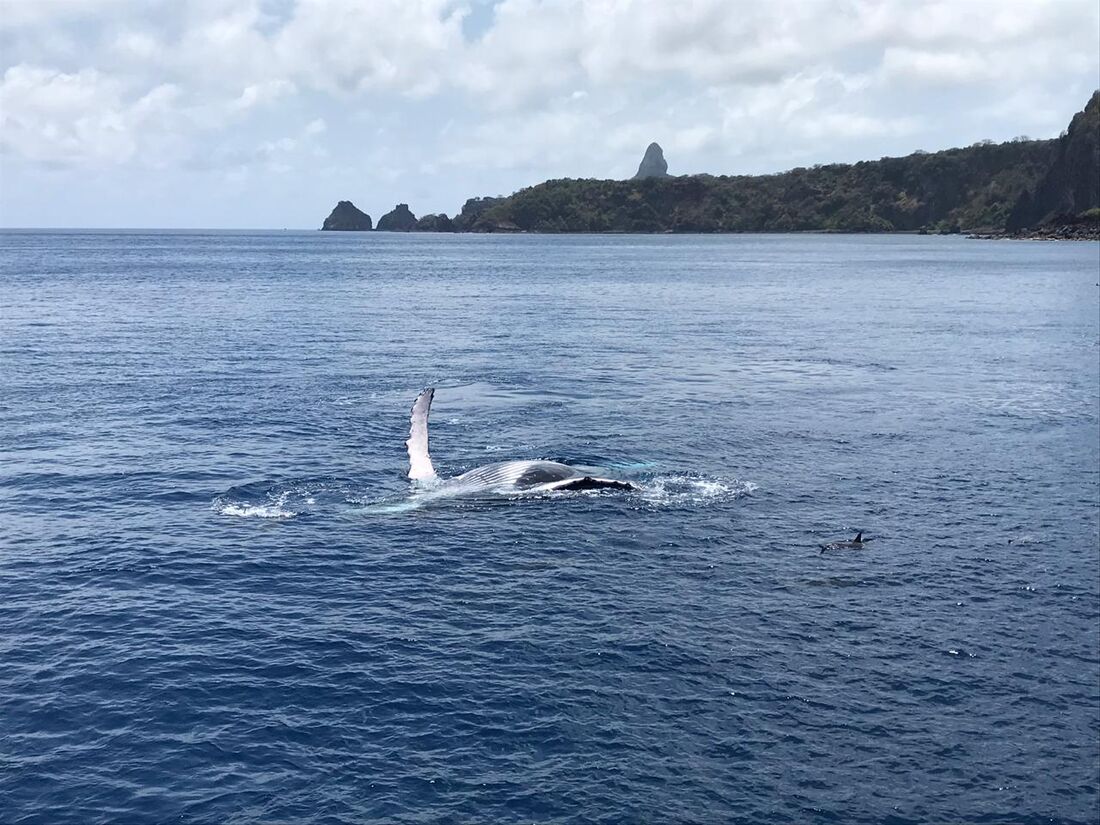 Temporada de jubartes em Noronha