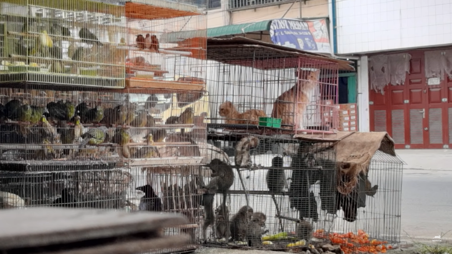 Comércio de aves vivas na China