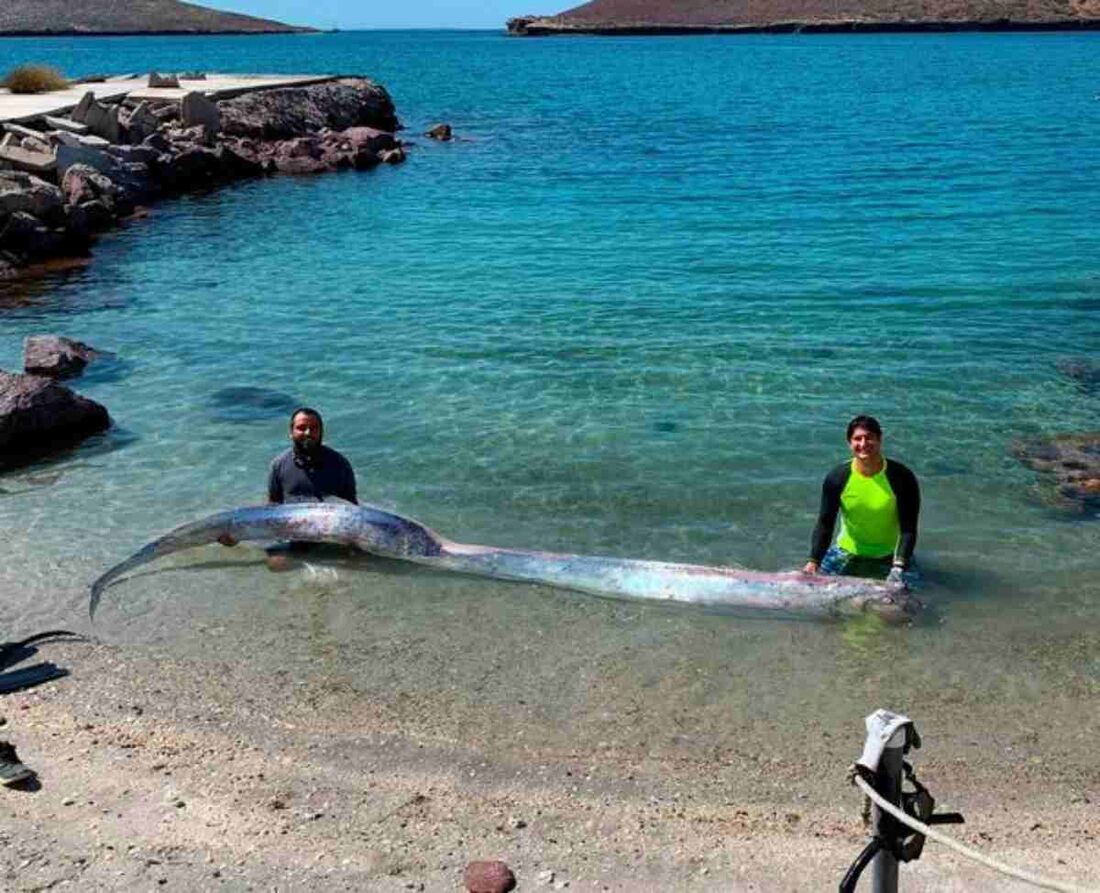 Peixe 'extinto' no México é reintroduzido na natureza graças a zoo