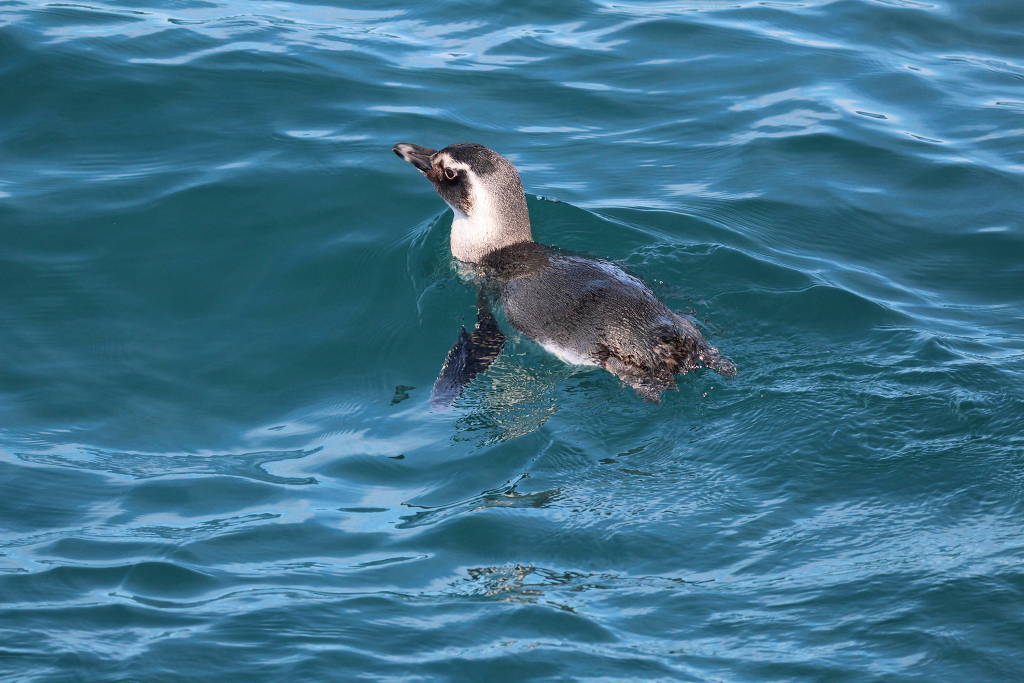 Pinguim-de-Magalhães