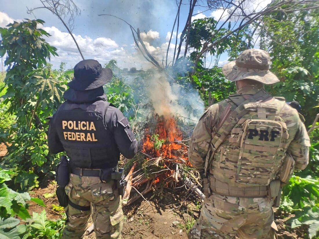 A operação erradicou 179 roças de maconha e foi deflagrada na zona rural de municípios de Pernambuco