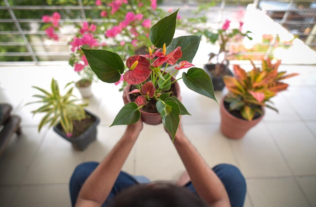 Pandemia e isolamento aumentam procura por cultivo de plantas em casa