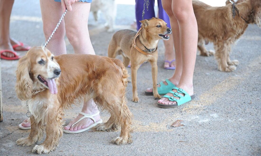 Cachorros