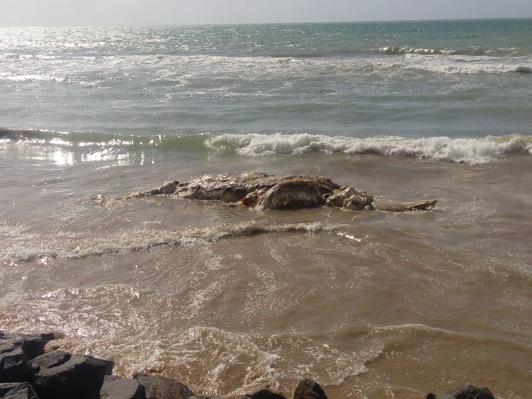 Animal foi encontrado sem cabeça na faixa de areia da praia