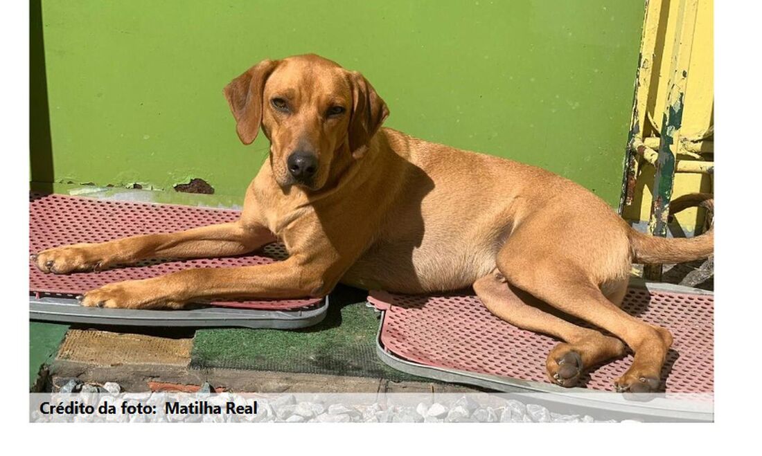 Cachorro para adoção