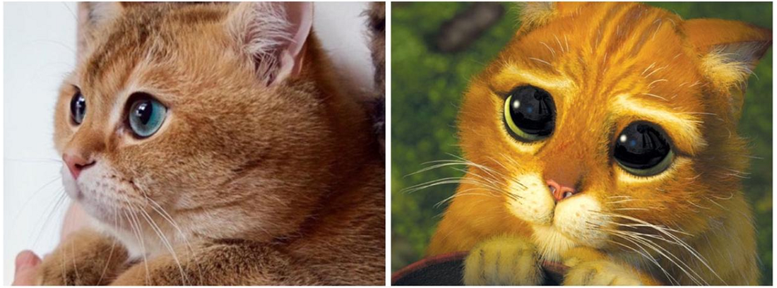 Grupo de personagens de animais em quadrinhos de gatos e gatinhos de desenho  animado