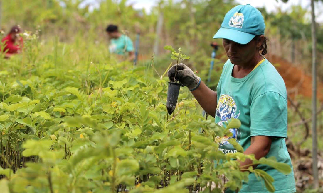 CMN eleva limites de financiamento para a agricultura familiar