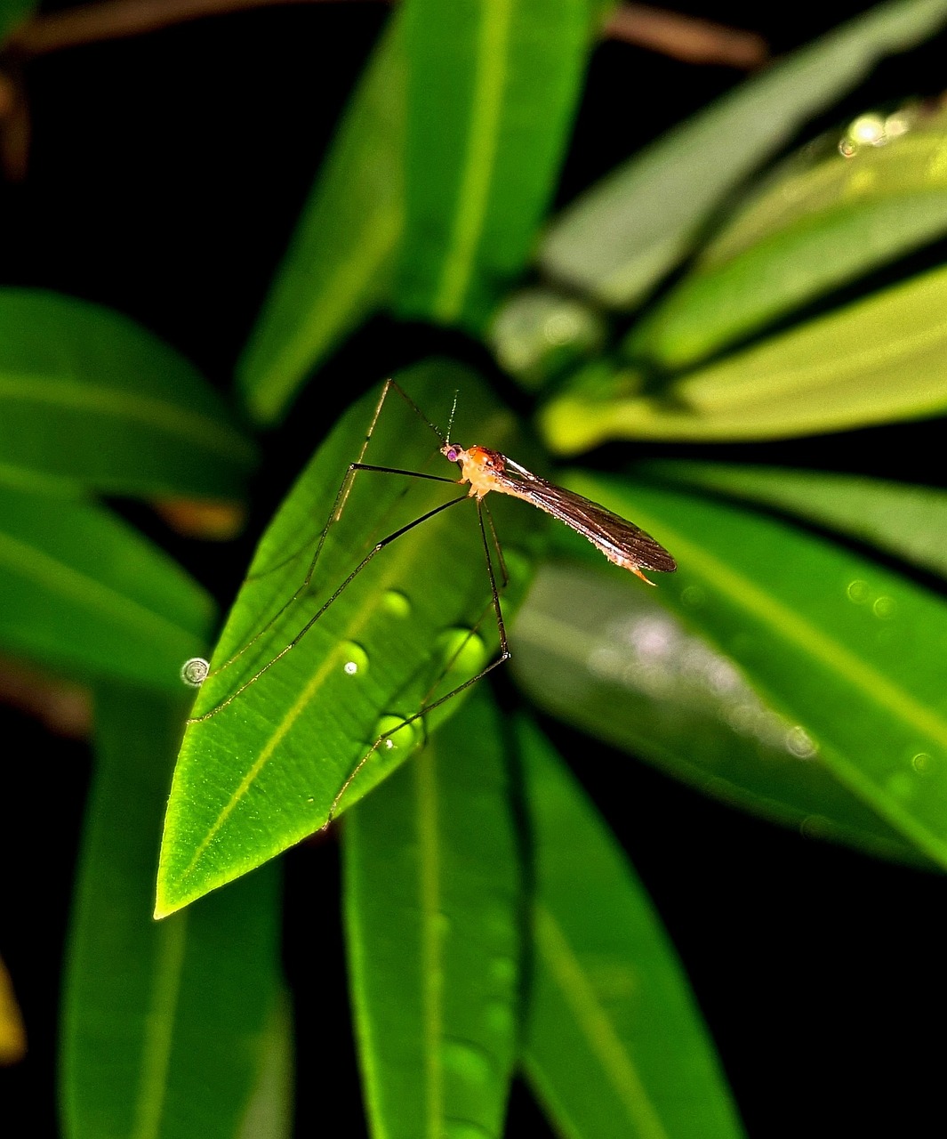 O vírus do Nilo Ocidental é transmitido por picada de mosquito