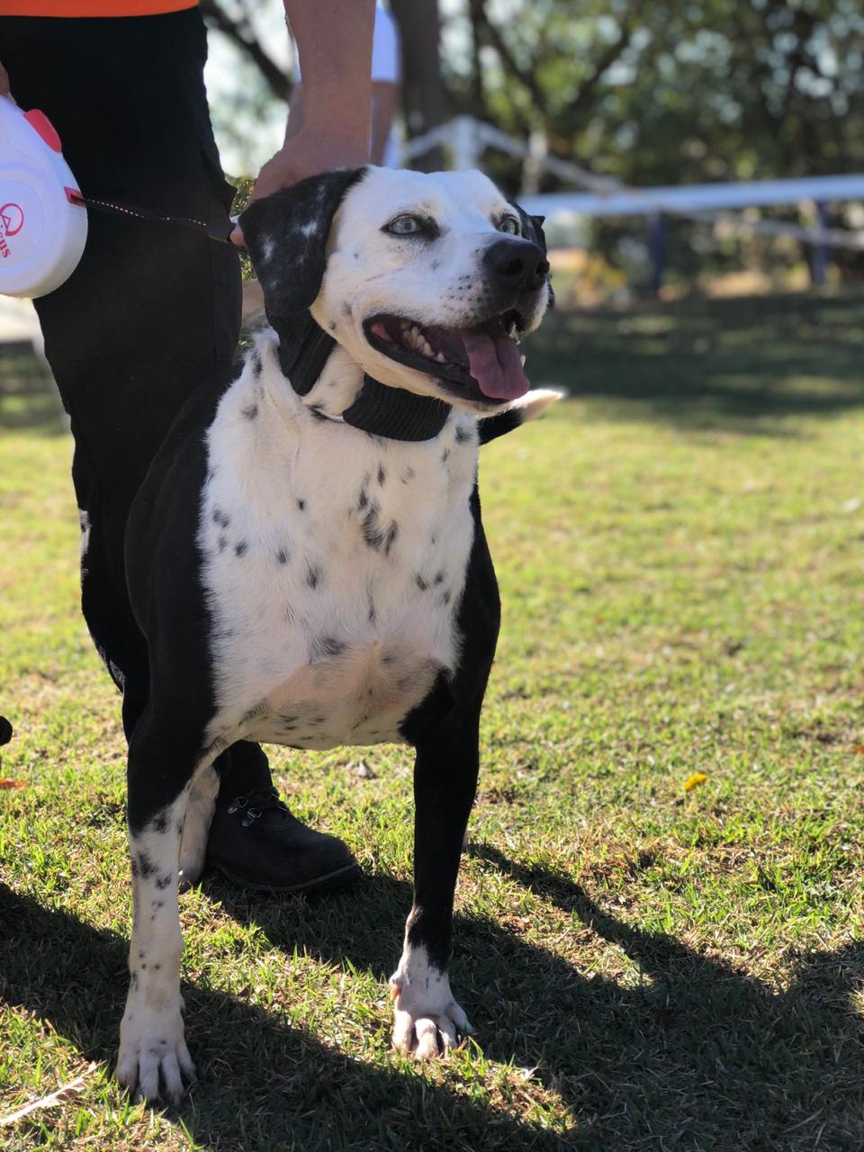 Cão Sinatra está sendo treinado para identificar casos da Covid-19