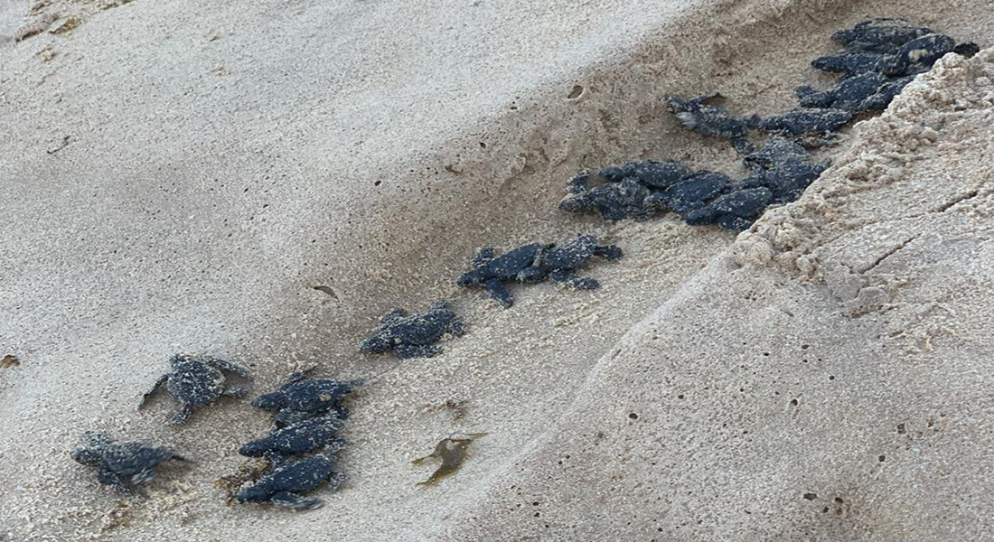 Filhotes nasceram na praia de Boa Viagem