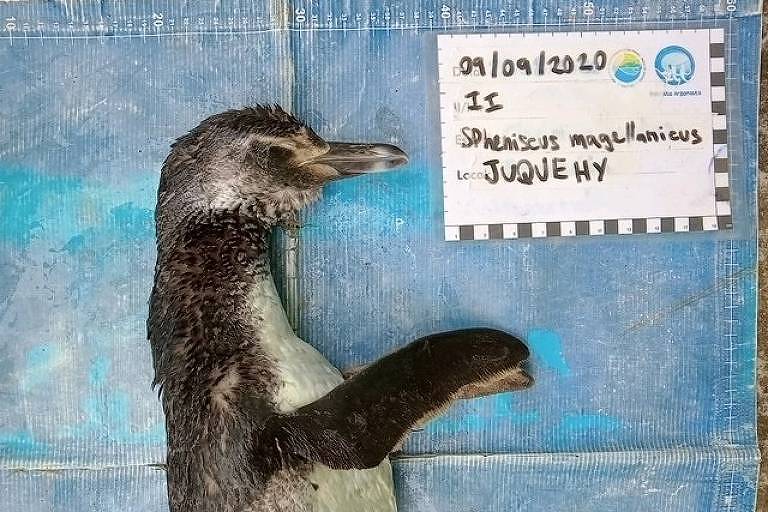 Pinguim-de-Magalhães encontrado morto