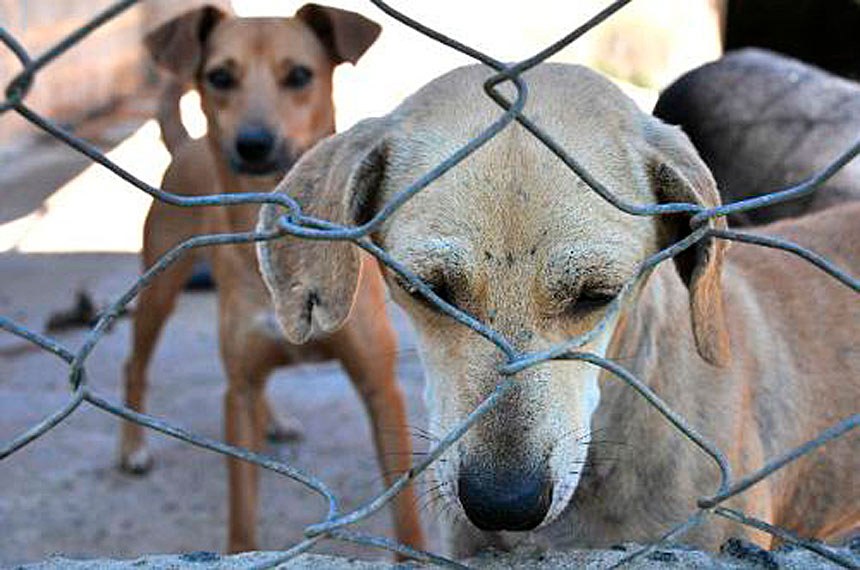 PL 1.095/2019, em defesa dos animais, foi aprovado na Câmara em dezembro do ano pasado