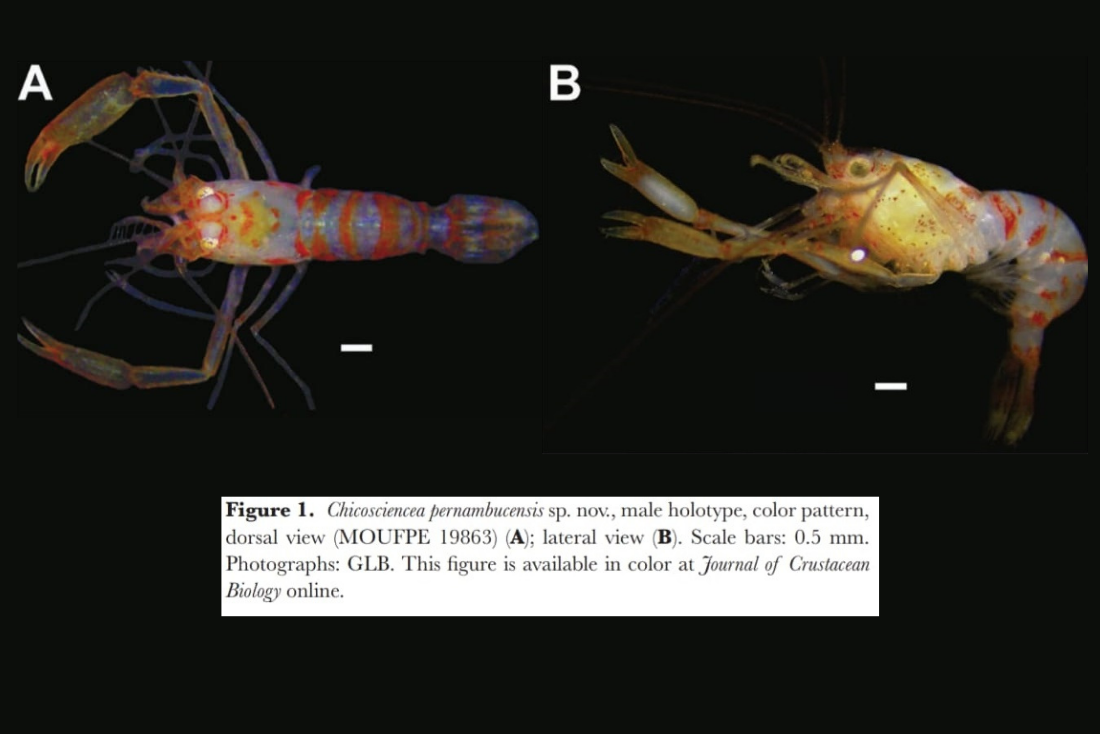 Chicosciencea pernambucensis, novo gênero de crustáceo descoberto em Pernambuco