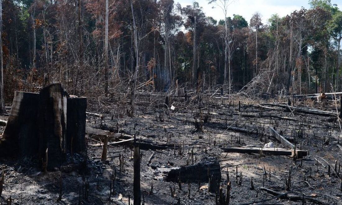 Desmatamento da Amazônia