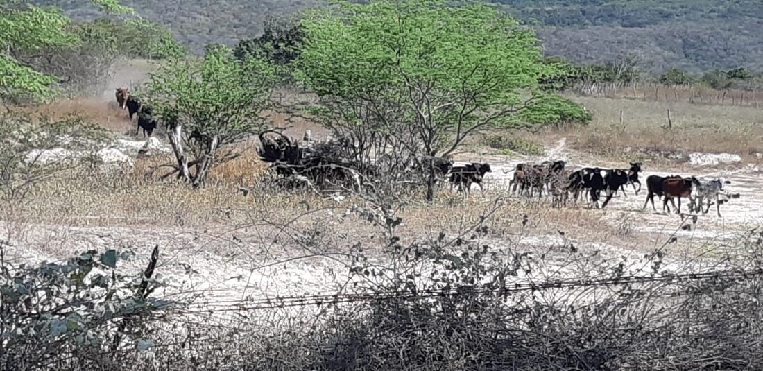 Gado criado de forma clandestina no território Pankararu