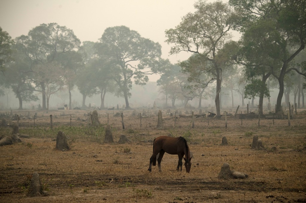 Queimadas no Pantanal