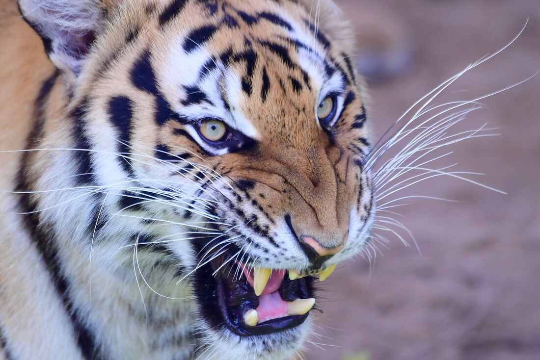 Atuações do São Paulo contra o Tigre: domínio que anima para o  mata-mataJogada 10