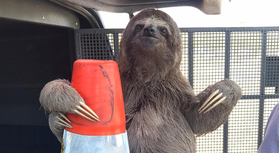 Animal foi encaminhado em segurança a uma reserva ambiental