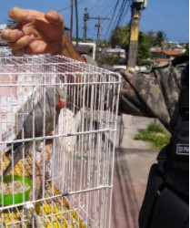 Papagaio-cinzento-de-maurício resgatado pelo Cipoma