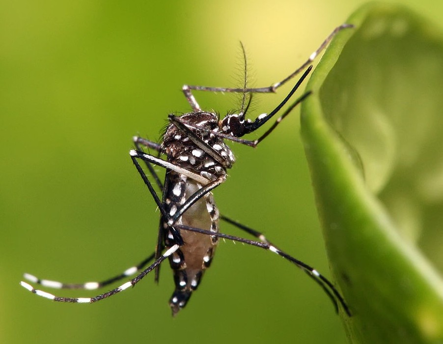 Mosquito Aedes Aegypti