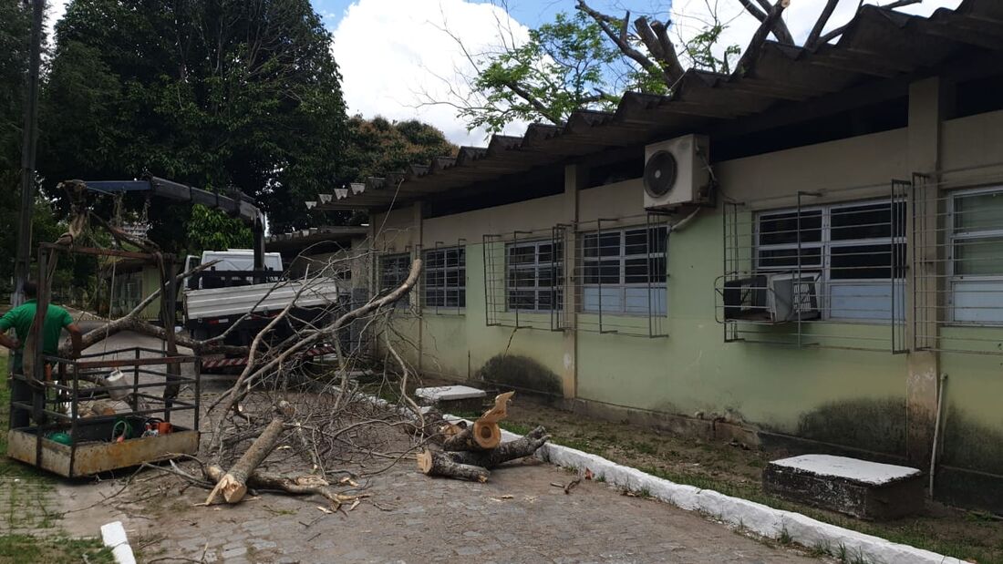 Espécie Orelha de Macaco tombada no Centro de Biociências