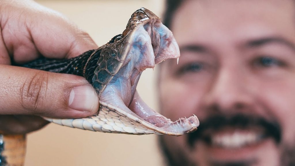 Veneno de serpente tem proteínas com potencial farmacológico