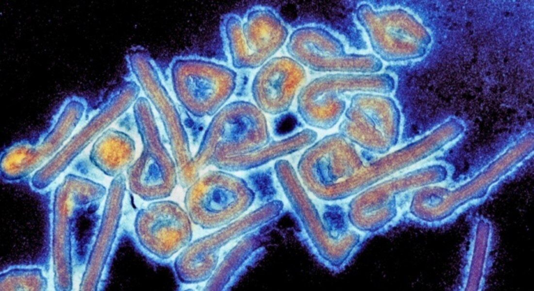 Cientistas foram à Bolívia para investigar surto ocorrido no ano passado