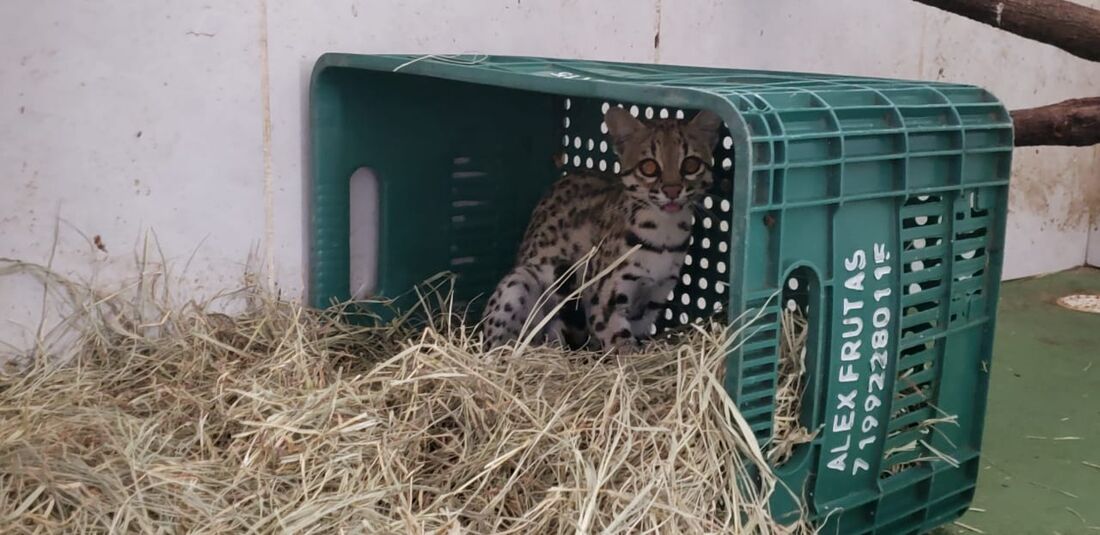 Jaguatirica macho encontrada em Taquaritinga do Norte