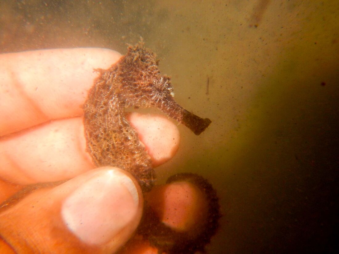 Biodiversidade mais próxima do que você pensa.: CAVALO MARINHO