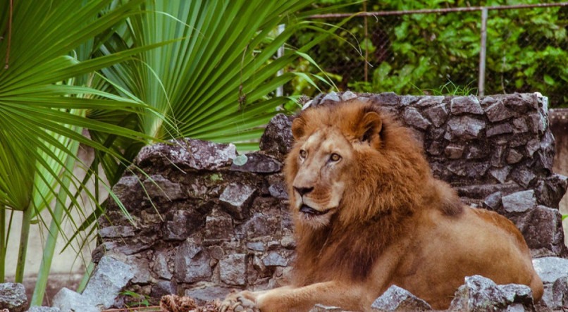 Leão Léo, do Parque Dois Irmãos