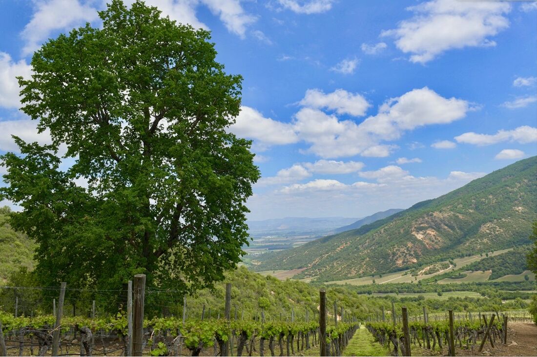 Vinho é produzido sob a sombra de um carvalho milenar no Chile