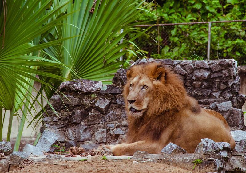 Léo, leão do Zoo Dois Irmãos, faleceu com 21 anos