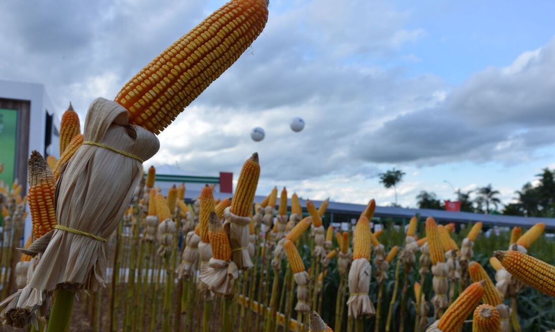 Conab estima recorde na produção de grãos