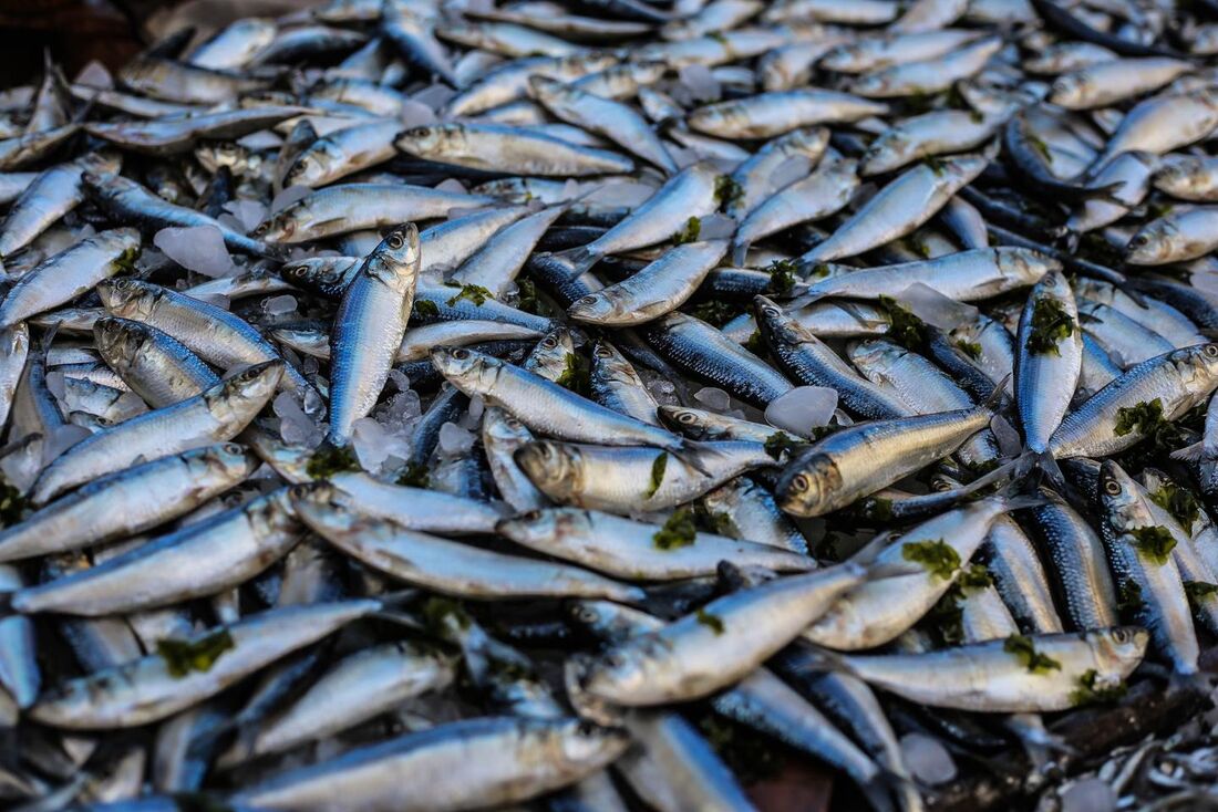 Consumo de peixes com toxinas pode causar a doença