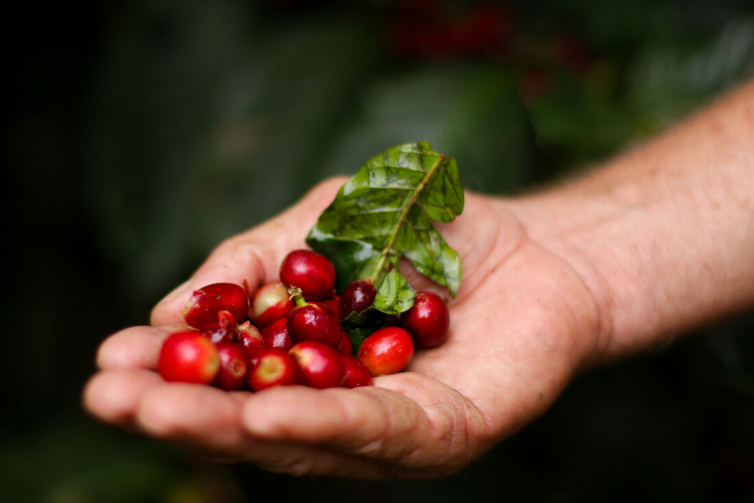 Produção de café em Taquaritinga do Norte'