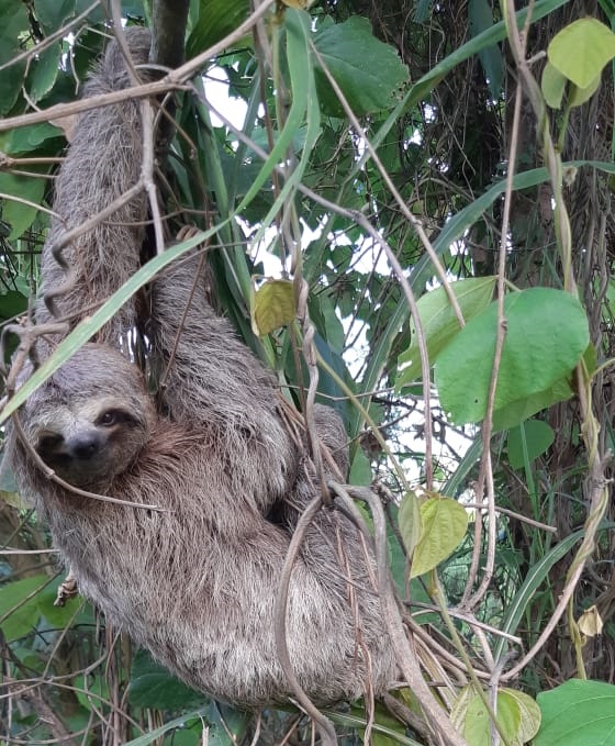 Bicho-preguiça foi resgatado às margens da rodovia