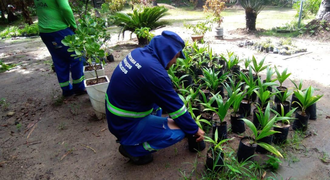 Reeducandos ajudam no trabalho na sementeira