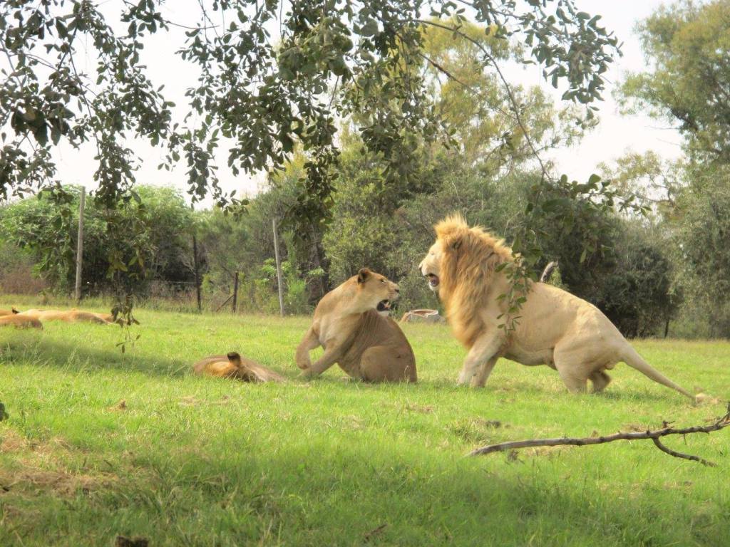 Leões na África