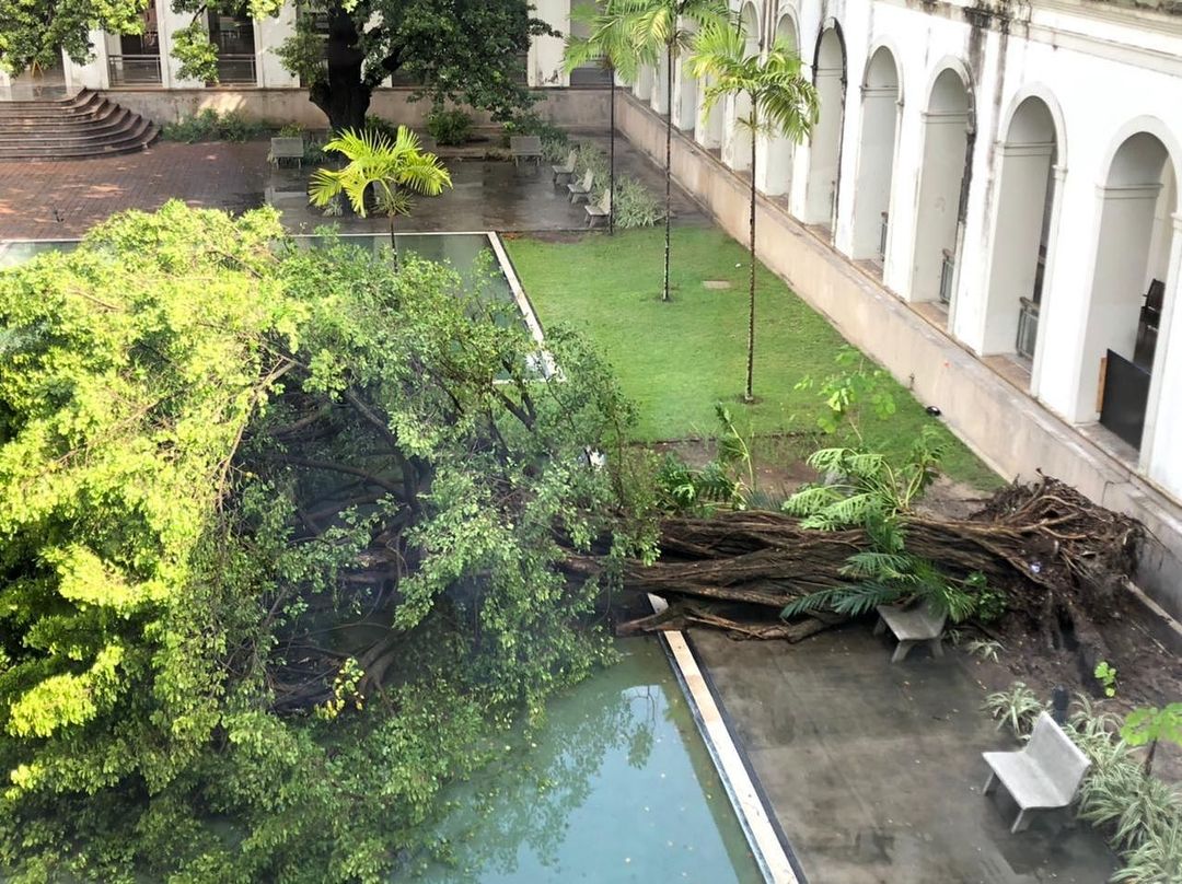 Árvore do Imip cai em dia de fortes chuvas no Recife