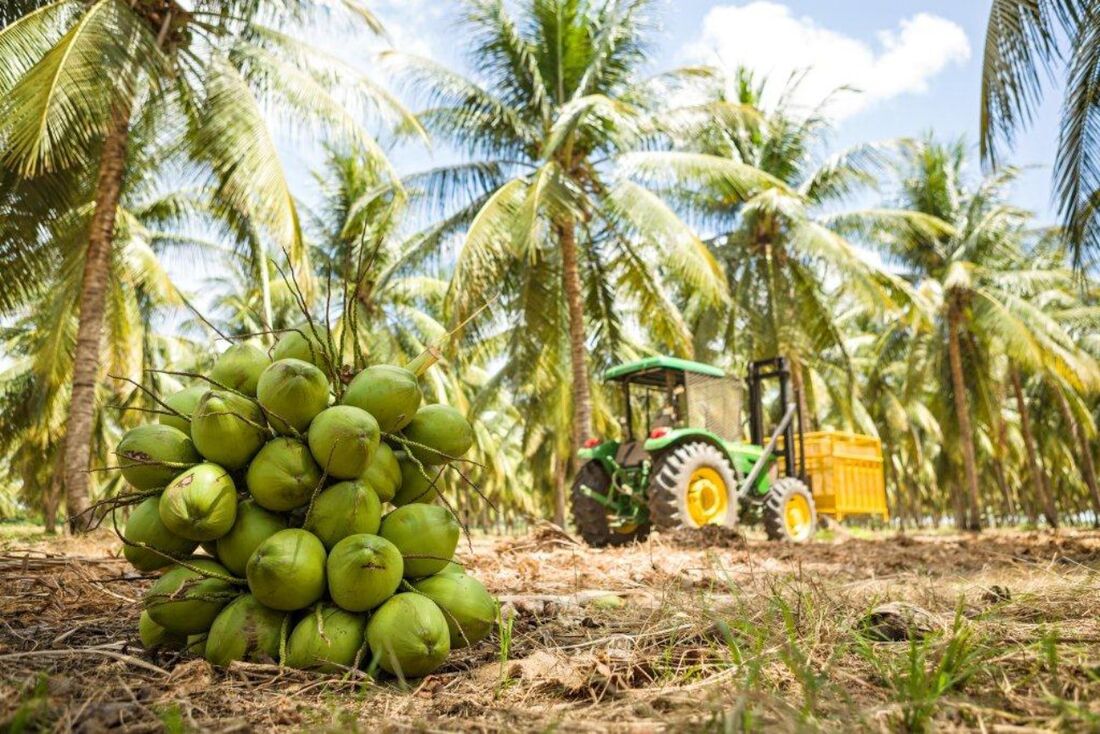 Coco verde anão produzido pela PepsiCo em Petrolina