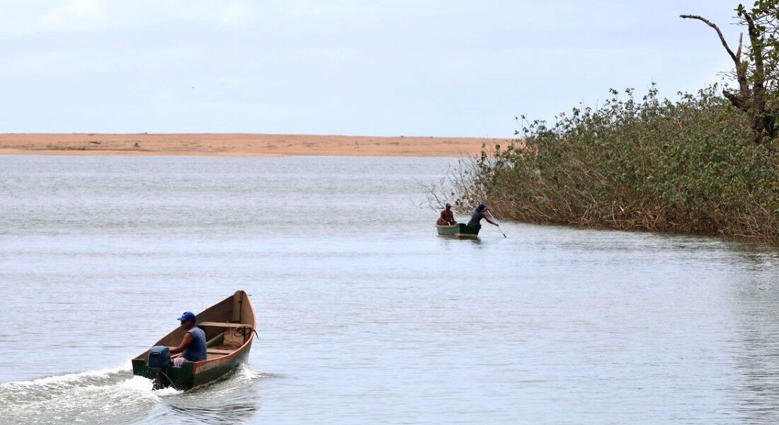 Pesquisadores encontram metais tóxicos em peixes do Rio Doce