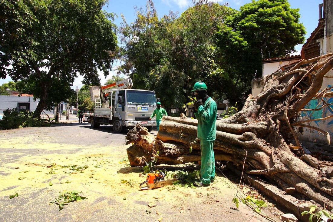 Rua dos Palmares bloqueada por queda de árvore durante a madrugada