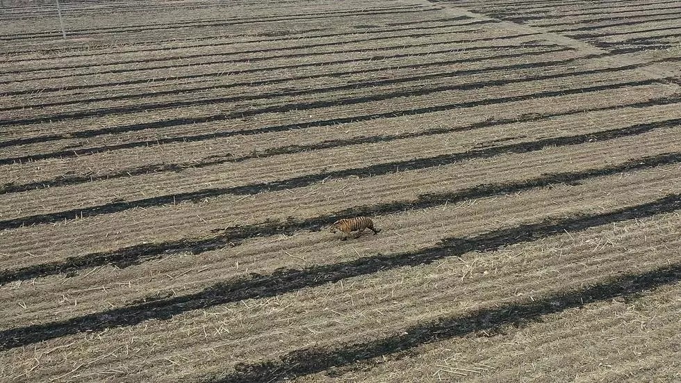 Aldeões no extremo nordeste da China foram aterrorizados por um tigre siberiano que atacou um carro e se lançou sobre um trabalhador de campo