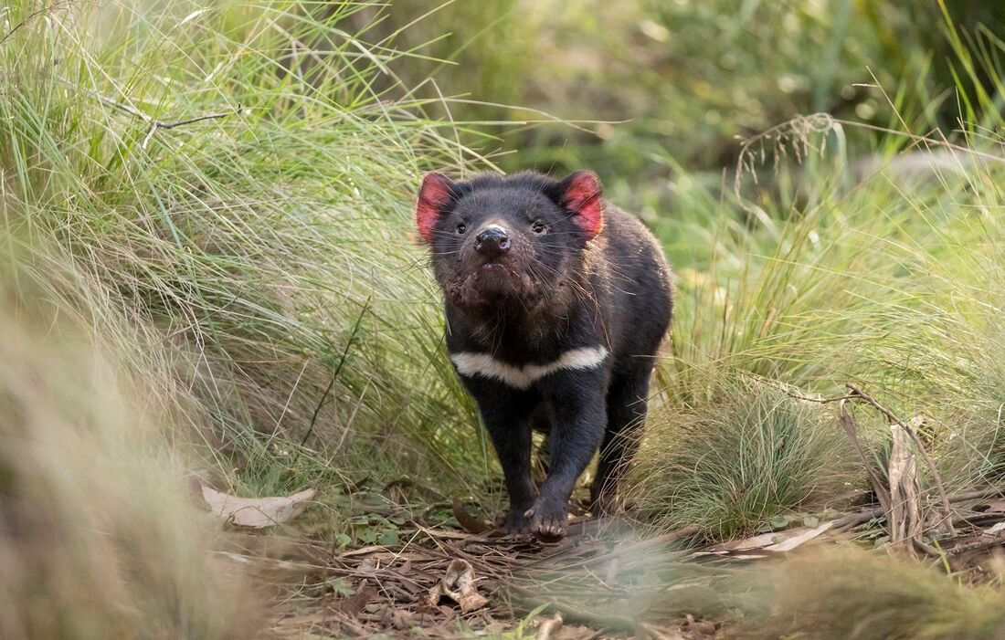 Diabos Da Tasmânia Nascem Na Austrália Continental 3000 Anos Após Desaparecimento Folha Pe 3688