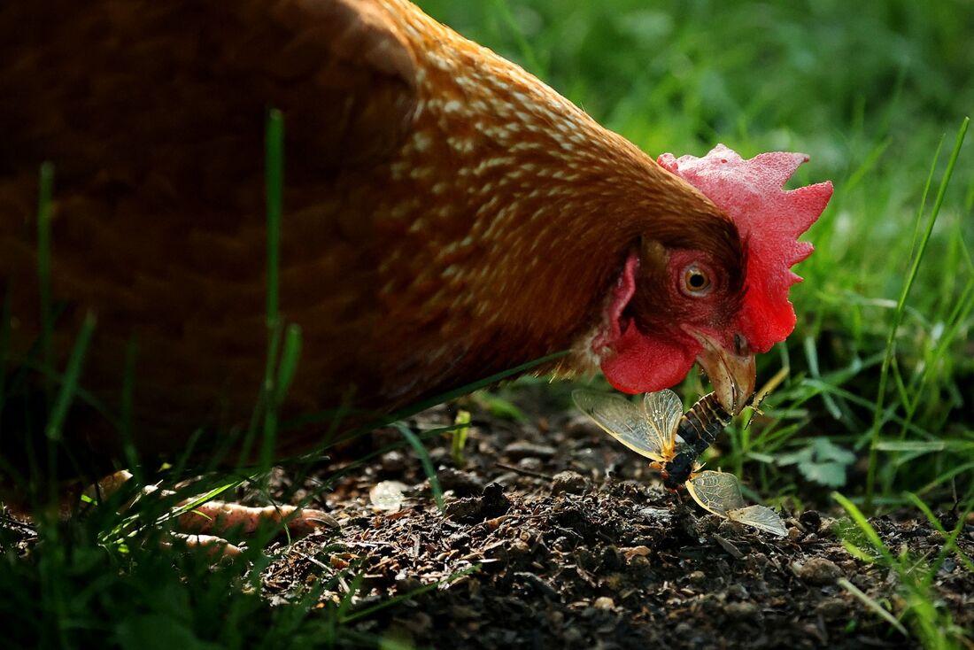 Animais, como galinhas e patos, podem ser portadores de salmonela, uma bactéria que pode causar diarreia, febre e vômitos