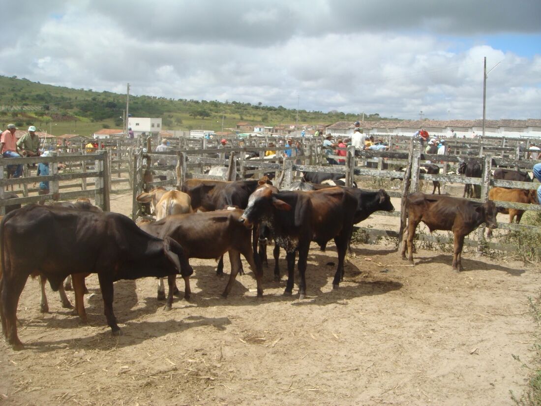 Feira de gado em Pernambuco