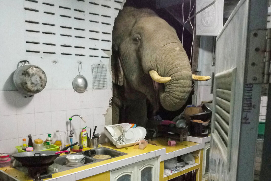 Elefante invadindo cozinha, em busca de comida