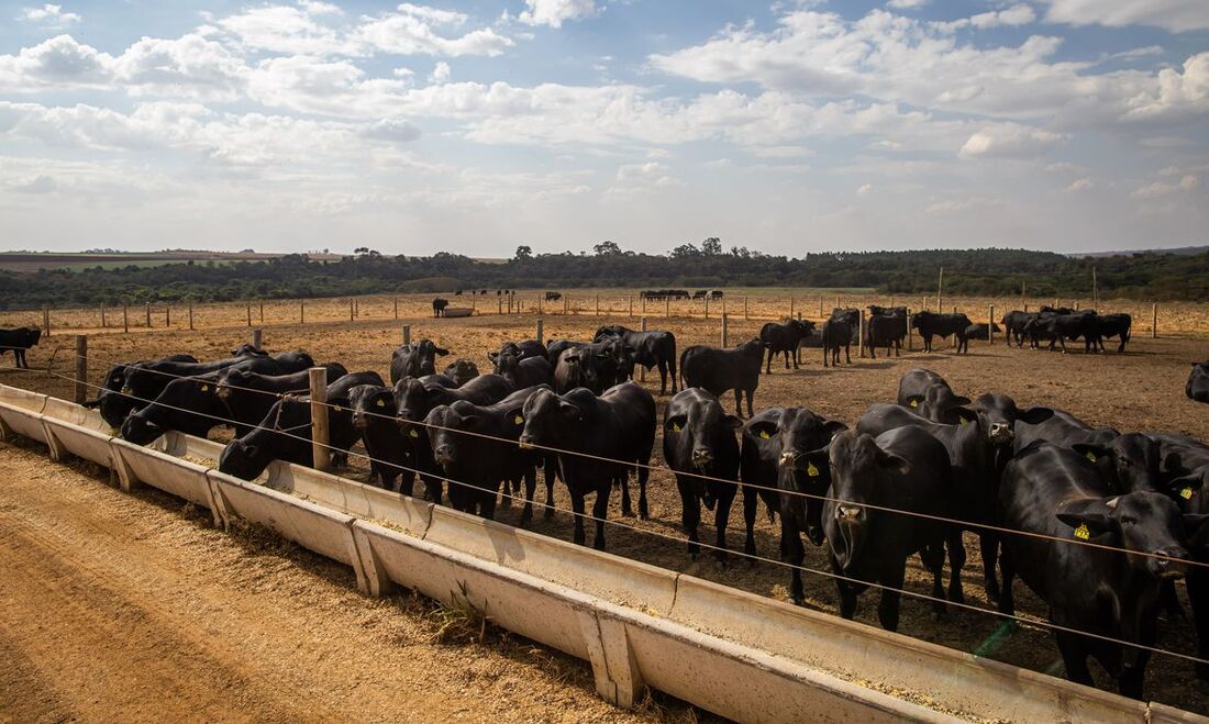 Produção bovina